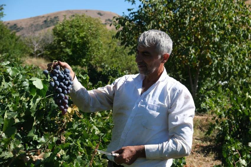 Erzincan'da hasat başladı! Kilosu 150 lira: Türkiye'nin dört bir yanına gidiyor