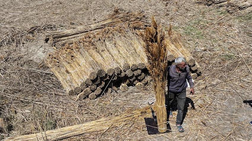 Akşehir'in gizli ihracat kaynağı! Göldeki su çekilince ortaya çıkıyor, çadır şeklinde istiflenerek Avrupa'ya gönderiliyor