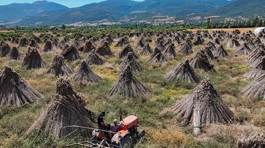 Akşehir'in gizli ihracat kaynağı! Göldeki su çekilince ortaya çıkıyor, çadır şeklinde istiflenerek Avrupa'ya gönderiliyor