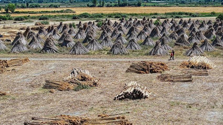 Akşehir'in gizli ihracat kaynağı! Göldeki su çekilince ortaya çıkıyor, çadır şeklinde istiflenerek Avrupa'ya gönderiliyor