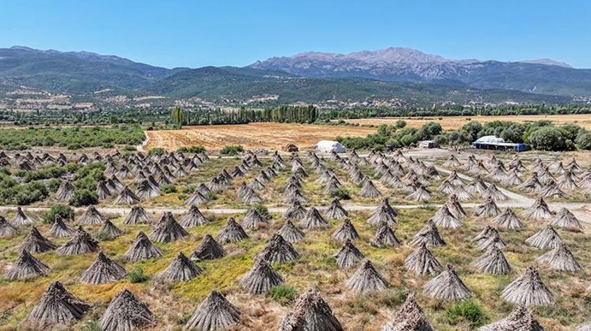 Akşehir'in gizli ihracat kaynağı! Göldeki su çekilince ortaya çıkıyor, çadır şeklinde istiflenerek Avrupa'ya gönderiliyor