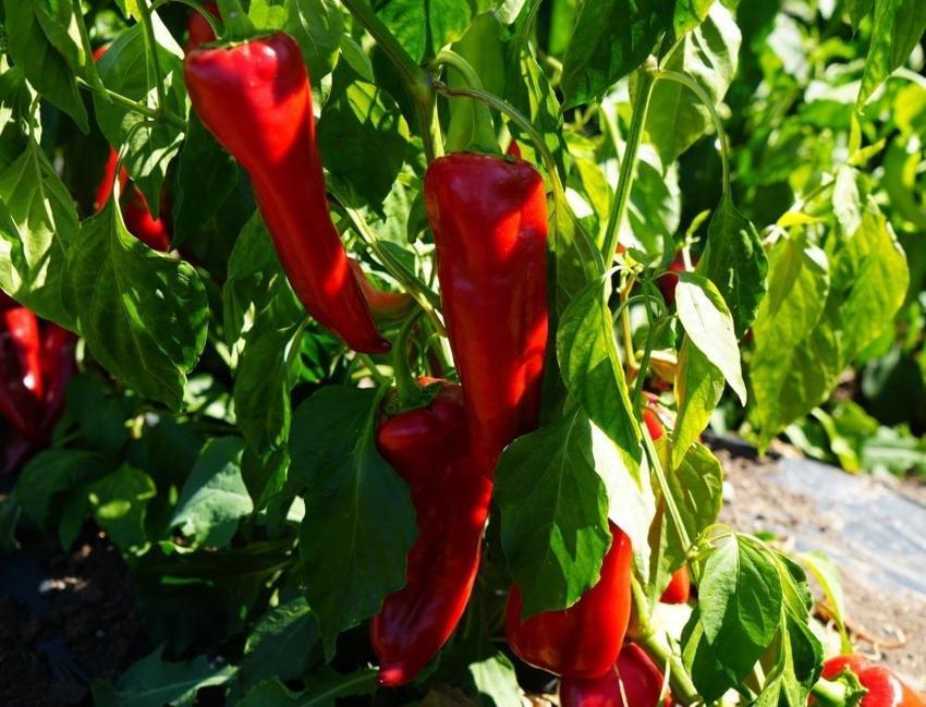 Samsun toprağı aldığını 120 bin tonla geri verdi: Çiftçinin ürettiği 4 milyar TL oldu