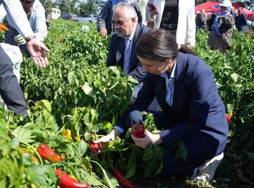 Samsun toprağı aldığını 120 bin tonla geri verdi: Çiftçinin ürettiği 4 milyar TL oldu