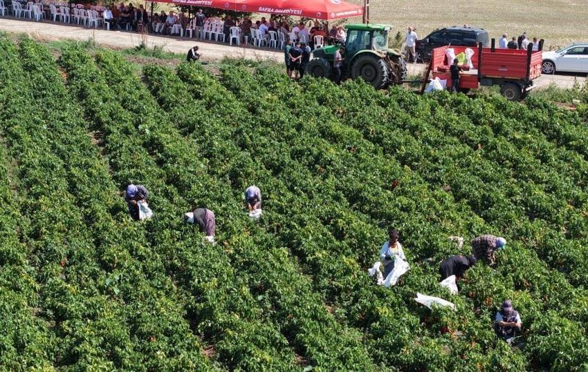 Samsun toprağı aldığını 120 bin tonla geri verdi: Çiftçinin ürettiği 4 milyar TL oldu