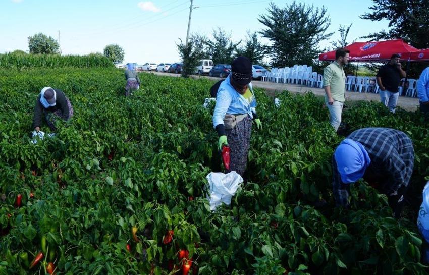 Samsun toprağı aldığını 120 bin tonla geri verdi: Çiftçinin ürettiği 4 milyar TL oldu