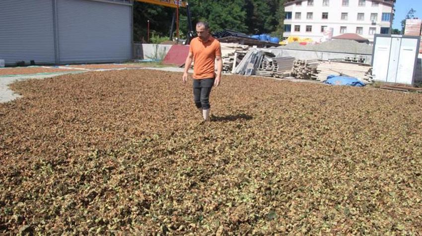 Yüksek kesimlerde hava bozdu, fındıklar sahile taşındı! Üreticiler nöbette