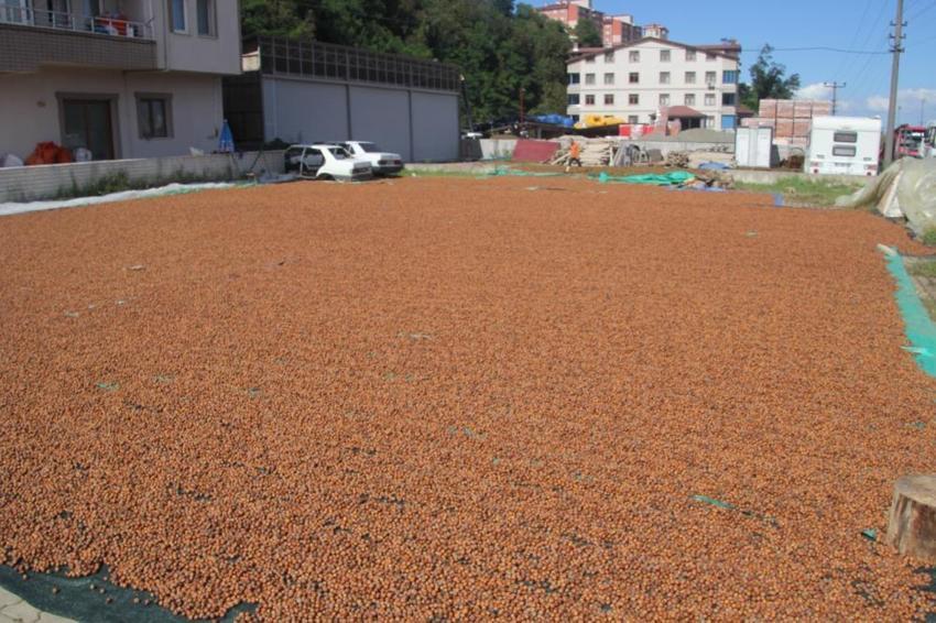 Yüksek kesimlerde hava bozdu, fındıklar sahile taşındı! Üreticiler nöbette