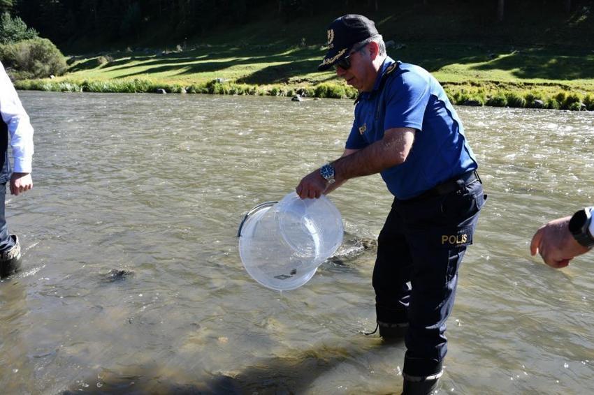 Ardahan'da 2026 balıklandırma sezonu başladı: 300 bin sazan yavrusu Kura Nehri'ne bırakıldı!