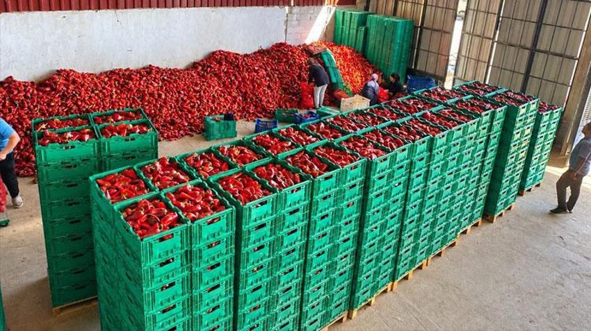 Fiyatı 35 liradan 18 liraya düştü! Bolluk kapya biber fiyatlarını aşağı çekti