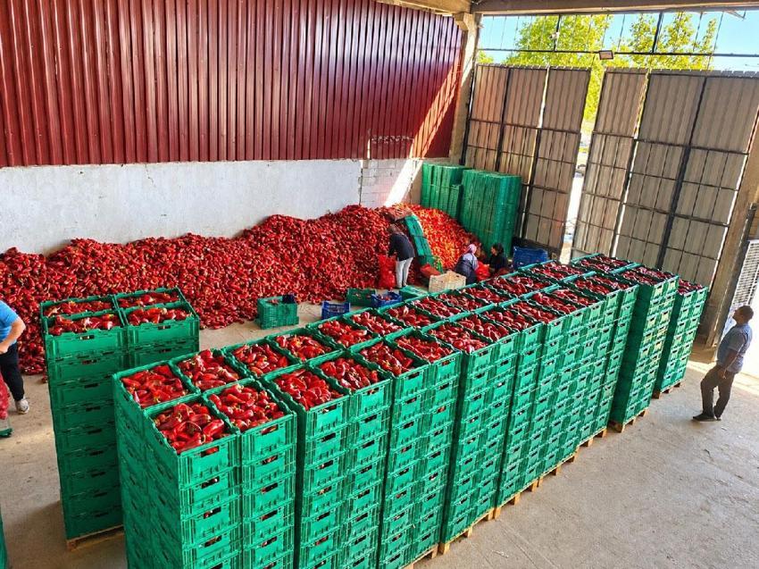 Fiyatı 35 liradan 18 liraya düştü! Bolluk kapya biber fiyatlarını aşağı çekti
