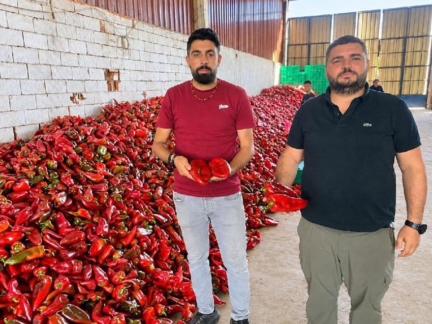 Fiyatı 35 liradan 18 liraya düştü! Bolluk kapya biber fiyatlarını aşağı çekti