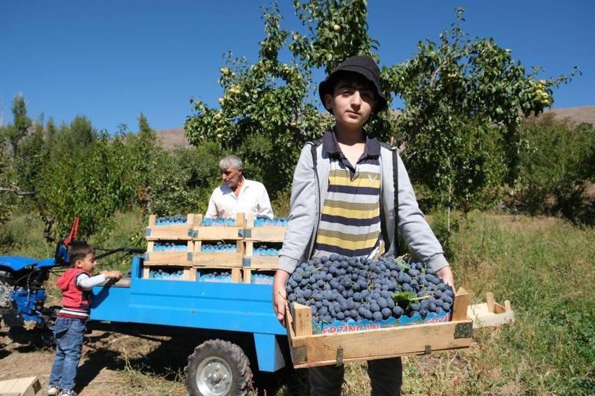 Coğrafi işaretle tescilli Erzincan’ın siyah incisi Cimin üzümünde hasat zamanı! Kilogramı 150 liradan satışa çıkıyor
