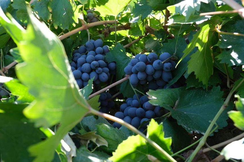 Coğrafi işaretle tescilli Erzincan’ın siyah incisi Cimin üzümünde hasat zamanı! Kilogramı 150 liradan satışa çıkıyor