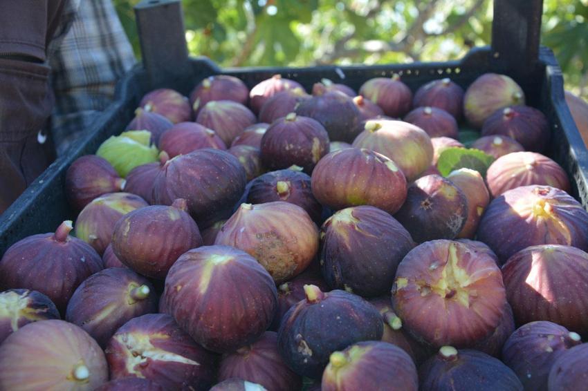 Demirci'nin yerli siyah ve sarı incirinde beklenen hasat dönemi başladı