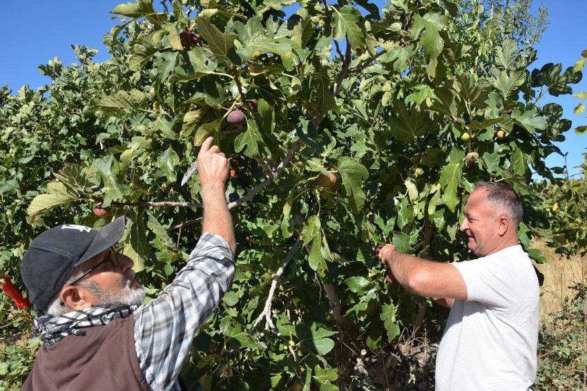 Demirci'nin yerli siyah ve sarı incirinde beklenen hasat dönemi başladı