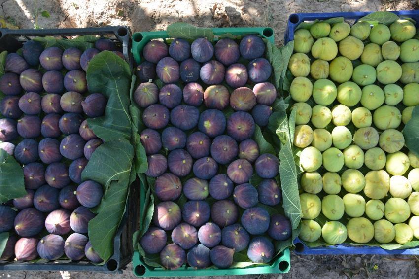 Demirci'nin yerli siyah ve sarı incirinde beklenen hasat dönemi başladı