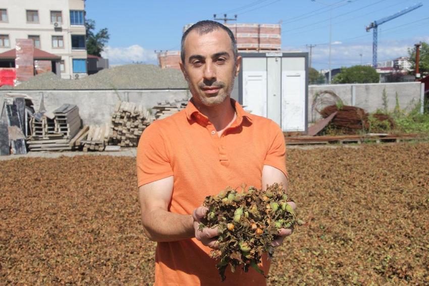 Yüksek kesimlerde yetişiyor sahilde işleniyor! Fındıkta zorlu kurutma mesaisi sürüyor