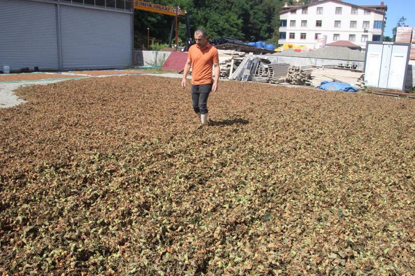 Yüksek kesimlerde yetişiyor sahilde işleniyor! Fındıkta zorlu kurutma mesaisi sürüyor