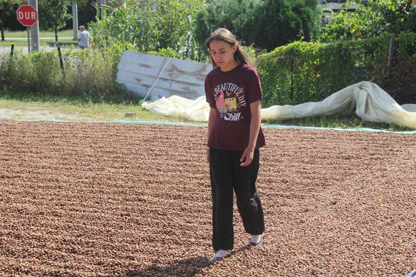 Yüksek kesimlerde yetişiyor sahilde işleniyor! Fındıkta zorlu kurutma mesaisi sürüyor
