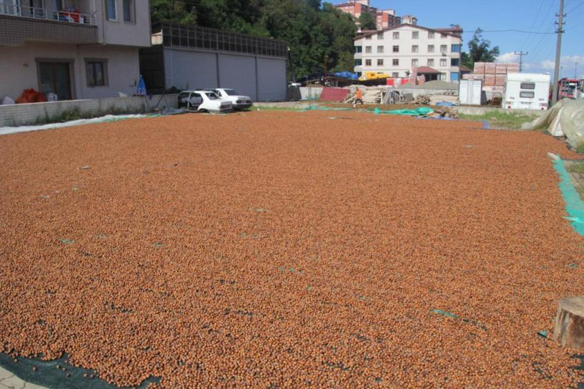 Yüksek kesimlerde yetişiyor sahilde işleniyor! Fındıkta zorlu kurutma mesaisi sürüyor