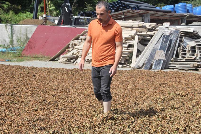 Yüksek kesimlerde yetişiyor sahilde işleniyor! Fındıkta zorlu kurutma mesaisi sürüyor