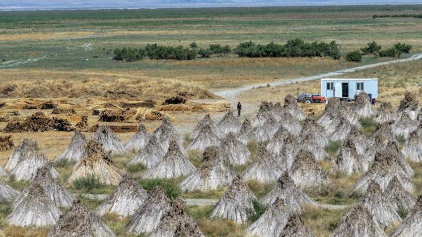 Akşehir Gölü'nde kesiliyor Avrupa'ya ihraç ediliyor: 200 bin bağ kamış bölge sakinlerine iş imkanı oluyor