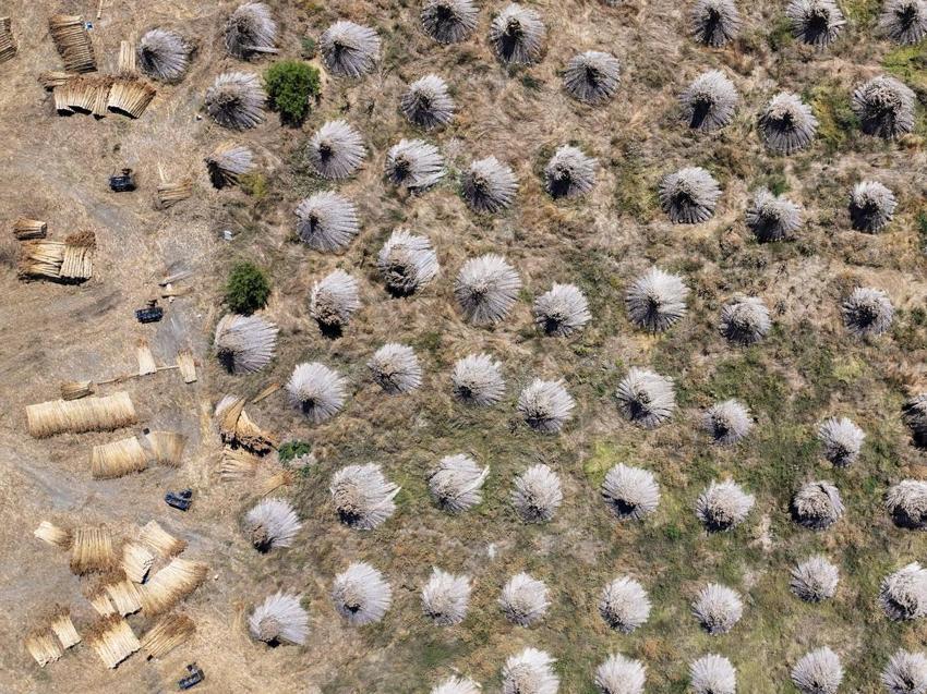 Akşehir Gölü'nde kesiliyor Avrupa'ya ihraç ediliyor: 200 bin bağ kamış bölge sakinlerine iş imkanı oluyor