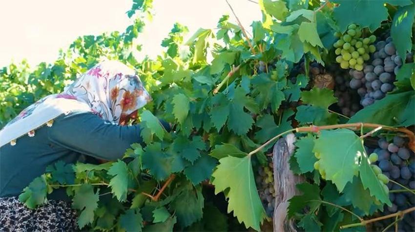 Gençlere taş çıkartan 75 yaşındaki Güldursun teyzenin ilham veren cimin mesaisi