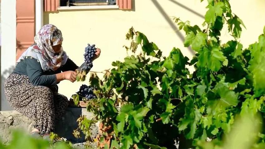 Gençlere taş çıkartan 75 yaşındaki Güldursun teyzenin ilham veren cimin mesaisi