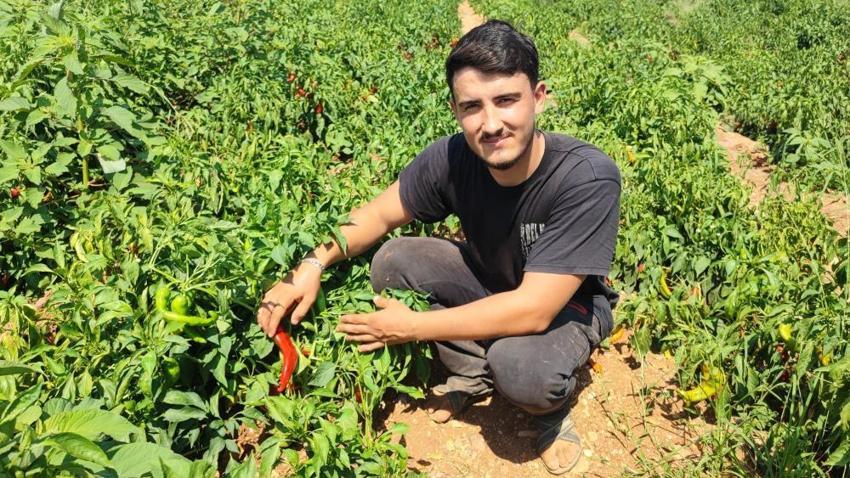 Adana’da pes dedirten olay! Sabah tarlaya gelen çiftçi şaşkına döndü