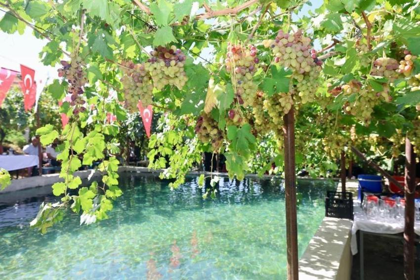 Siirt’te yetiştiriliyor, Avusturya’ya gidiyor! 7 kadın girişimci başardı: Hedef ilk 5