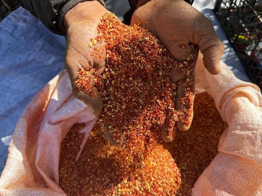Sebzeden zarar etti, ata tohumuna yöneldi! Kilosu 400 lira, Türkiye’nin her yerine satıyor