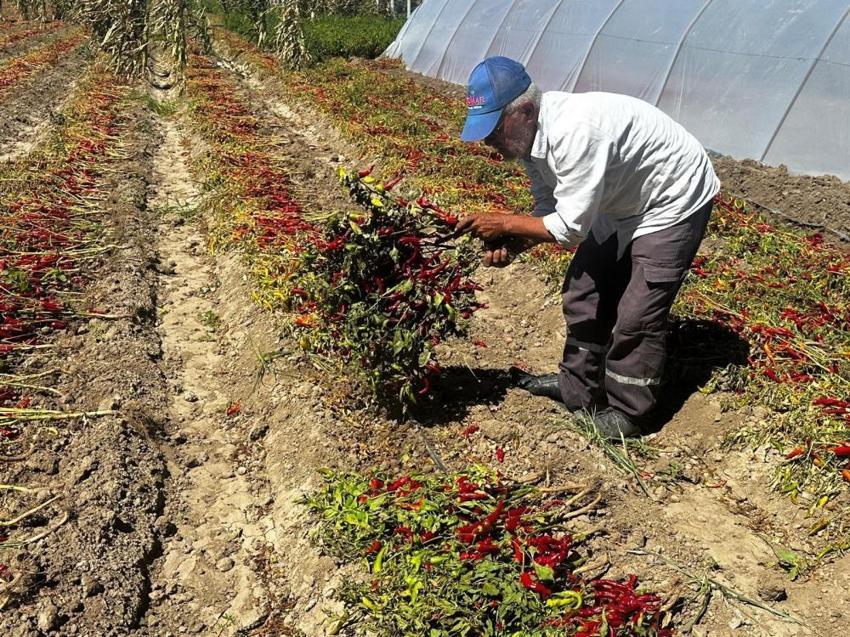 Sebzeden zarar etti, ata tohumuna yöneldi! Kilosu 400 lira, Türkiye’nin her yerine satıyor