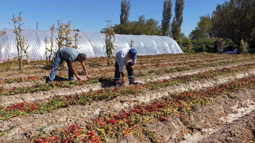 Sebzeden zarar etti, ata tohumuna yöneldi! Kilosu 400 lira, Türkiye’nin her yerine satıyor