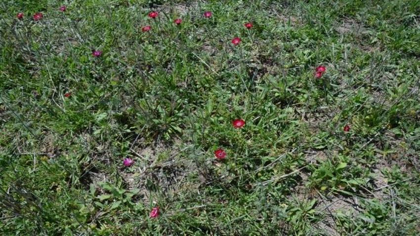 Coğrafi işaret aldı, 4 bin yıllık kap içinde tohumu bulundu: Şehrin hafızasını taşıyor
