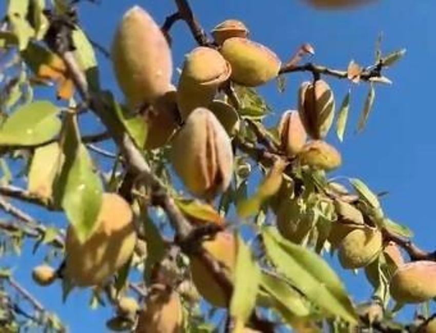 28 yıl boyunca bekledi, sonunda hasat sevincini yaşadı! İlk kez ürün aldılar