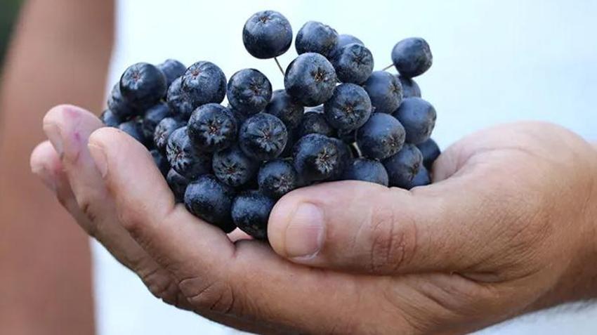 Oğlunun önerisiyle başladı, şimdi kazanç kapısına dönüştü! 1 ton ürün bekliyor