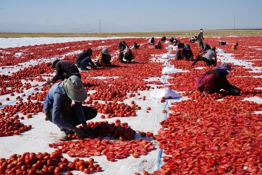 Köye giren ilk kırmızı lekeleri fark ediyor: Niğde'de çuval çuval satıldığı ortaya çıktı