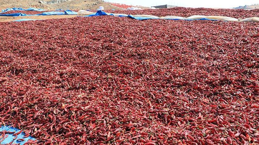 Kilis'in meşhur kırmızı biberi kurutulmaya başlandı: Fabrikalar ve tesisler tam kapasite çalışıyor!