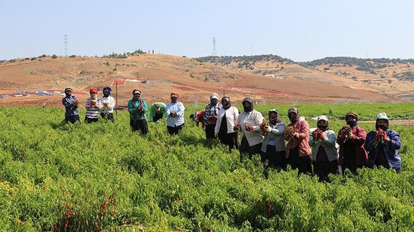 Kilis'in meşhur kırmızı biberi kurutulmaya başlandı: Fabrikalar ve tesisler tam kapasite çalışıyor!