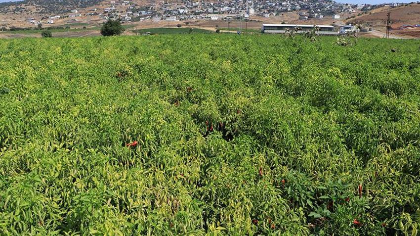 Kilis'in meşhur kırmızı biberi kurutulmaya başlandı: Fabrikalar ve tesisler tam kapasite çalışıyor!