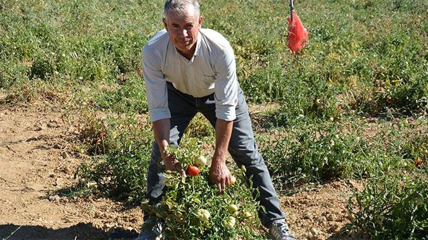 Hiç su vermeden yetiştiriyorlar! Açıkta 15 gün, dolapta 1 ay dayanıyor: Ata mirasına Türkiye'nin dört bir köşesinden yoğun talep...