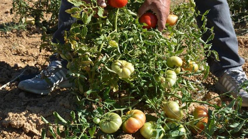 Manisa'da sadece 30 mahallede susuz yetiştiriliyor! Türkiye’nin dört bir yanından talep yağıyor