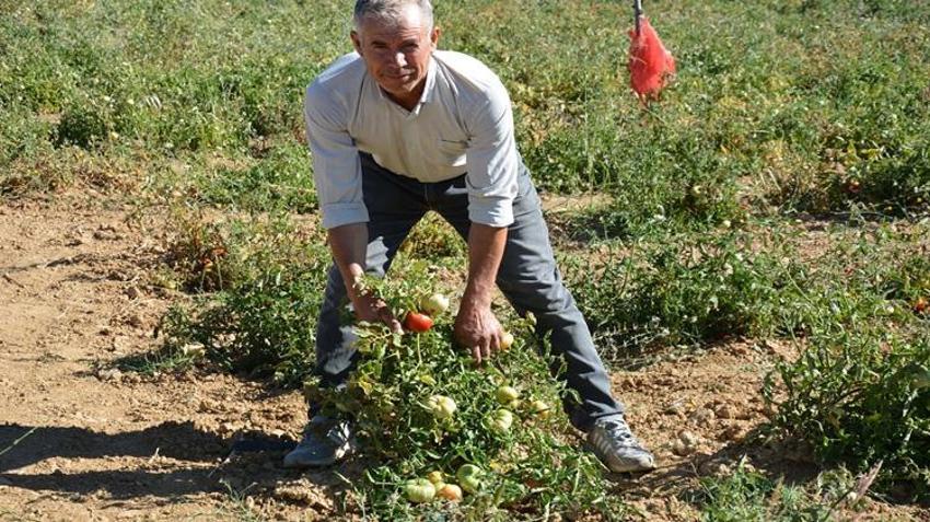 Manisa'da sadece 30 mahallede susuz yetiştiriliyor! Türkiye’nin dört bir yanından talep yağıyor