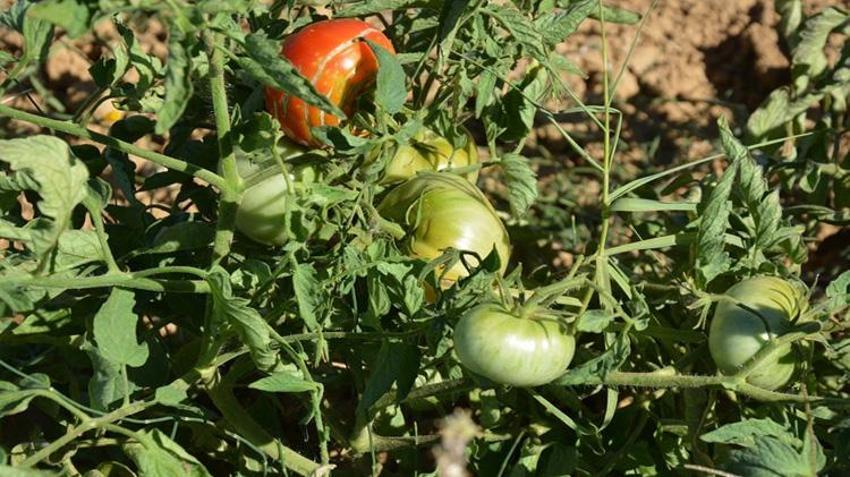 Manisa'da sadece 30 mahallede susuz yetiştiriliyor! Türkiye’nin dört bir yanından talep yağıyor