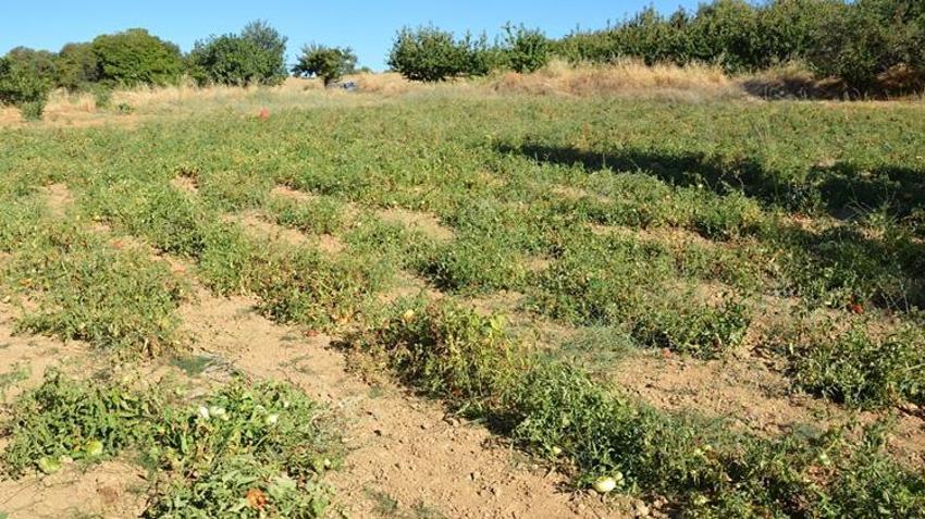 Manisa'da sadece 30 mahallede susuz yetiştiriliyor! Türkiye’nin dört bir yanından talep yağıyor