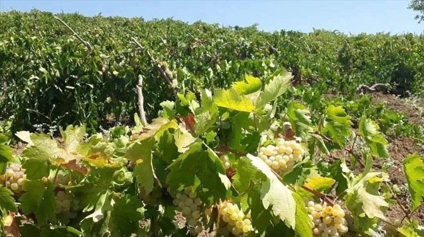 Çüngüş'ün meşhur ürününde hasat başladı! Öküzgözü, şire, boğazkere , Çüngüş ağını, vanki, tanebi gibi birçok türü var