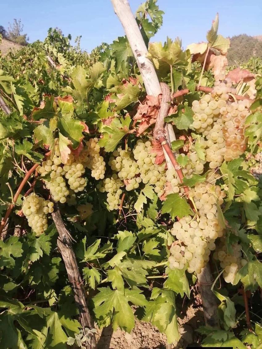 Çüngüş'ün meşhur ürününde hasat başladı! Öküzgözü, şire, boğazkere , Çüngüş ağını, vanki, tanebi gibi birçok türü var