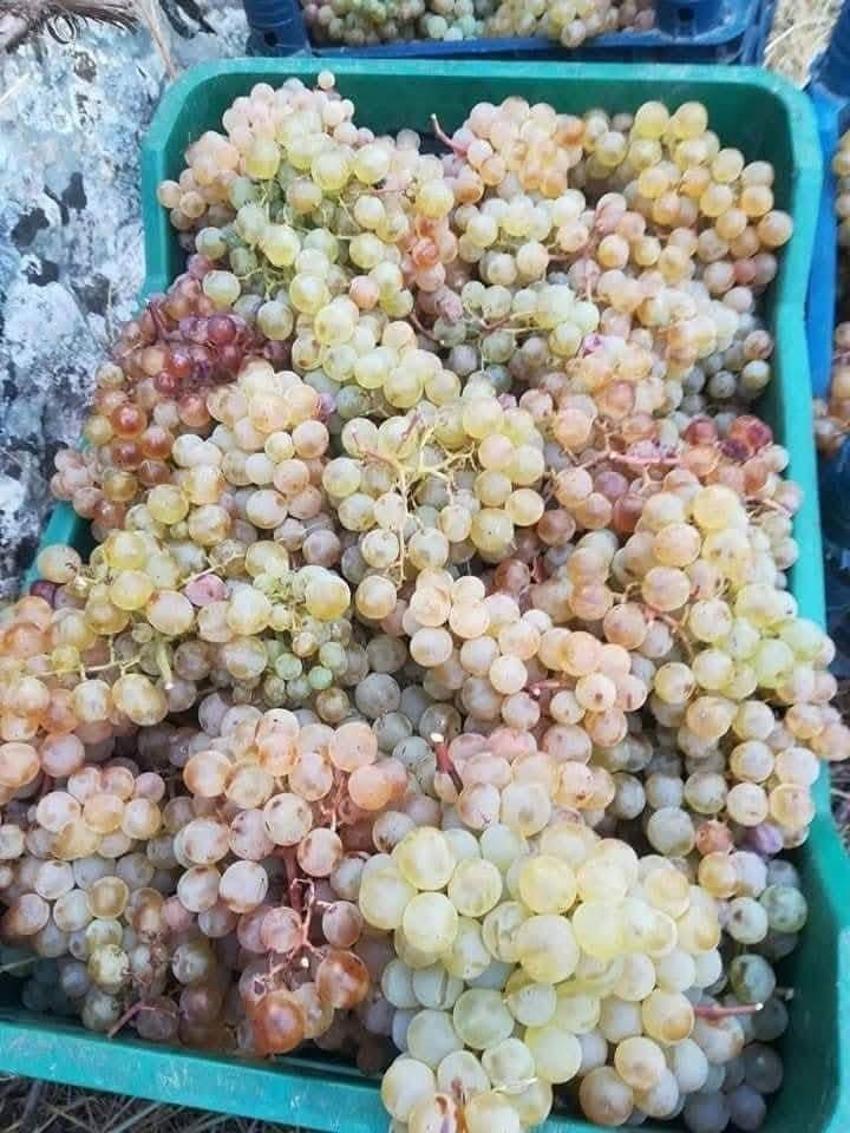 Çüngüş'ün meşhur ürününde hasat başladı! Öküzgözü, şire, boğazkere , Çüngüş ağını, vanki, tanebi gibi birçok türü var
