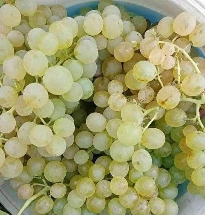 Çüngüş'ün meşhur ürününde hasat başladı! Öküzgözü, şire, boğazkere , Çüngüş ağını, vanki, tanebi gibi birçok türü var